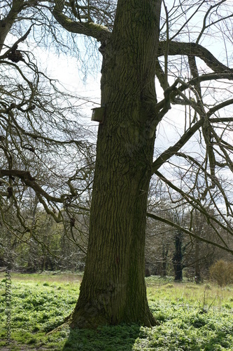 Old trees, Avenue, East Town Park, Haverhill, UK