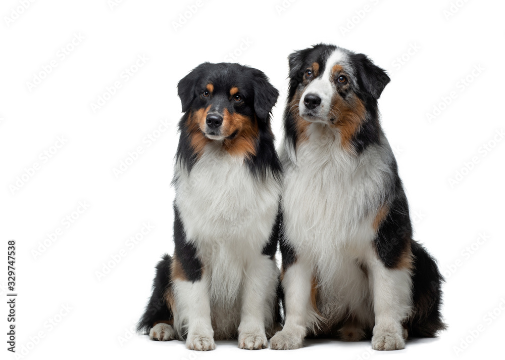 two dogs on a white background. Australian Shepherds are sitting together. pet indoors
