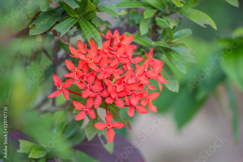 Ixora coccinea flower or Red spike flower blooming in the garden