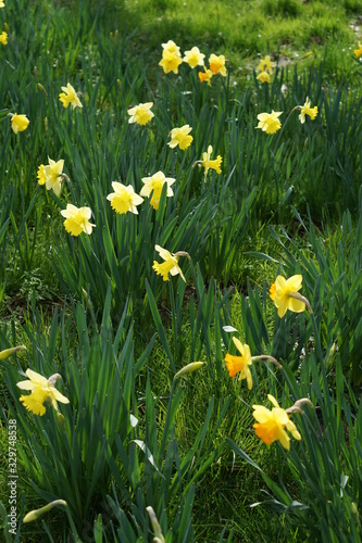 Daffodils in a park