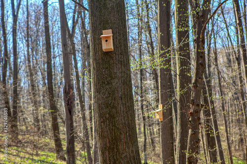 birdhouse in the spring forest