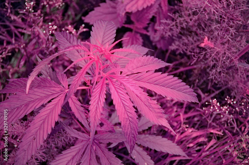 Purple color theme. Cannabis marijuana leaf closeup background. 