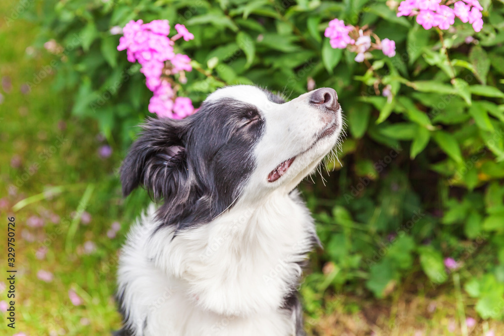 Outdoor portrait of cute smilling puppy border collie sitting on park or garden background. New lovely member of family little dog smelling flowers. Pet care and funny animals life concept.