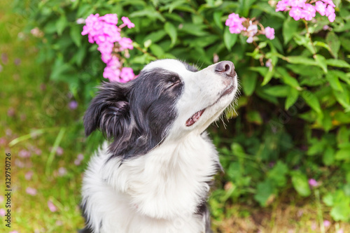 Outdoor portrait of cute smilling puppy border collie sitting on park or garden background. New lovely member of family little dog smelling flowers. Pet care and funny animals life concept. photo