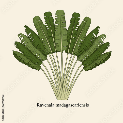 .Ravenala madagascariensis. Vintage drawing of an exotic palm tree. Hand drawn vector illustration. Color sketch.