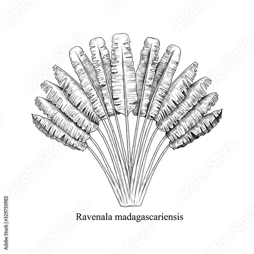 .Ravenala madagascariensis. Vintage drawing of an exotic palm tree. Hand drawn vector illustration. Ink sketch.