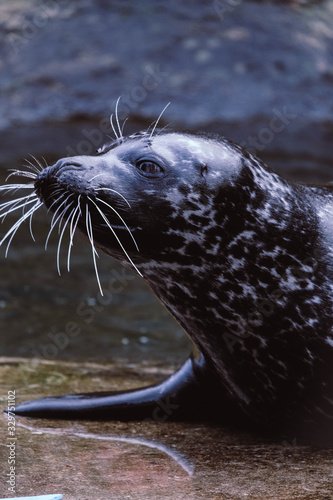 Ringed seal close up portrait.