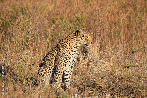 Leopard in Chobe National Park, Botswana