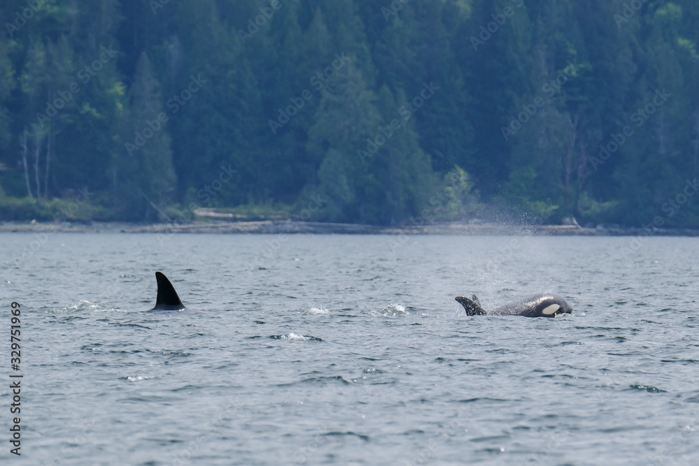 Fototapeta premium Killer whale in Tofino trees in background, view from boat on a killer whale