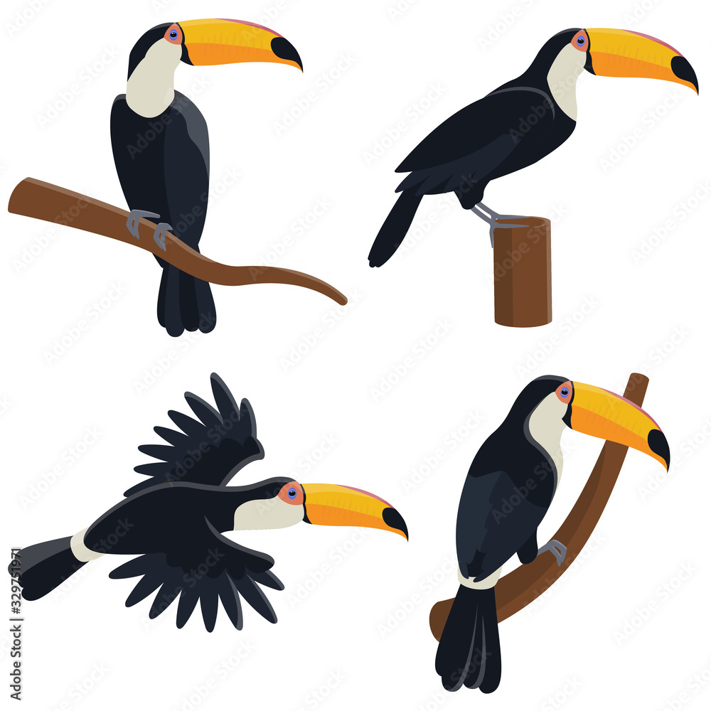 Obraz premium Vector set of toucans in different poses. Tropical birds in cartoon style isolated on white background.