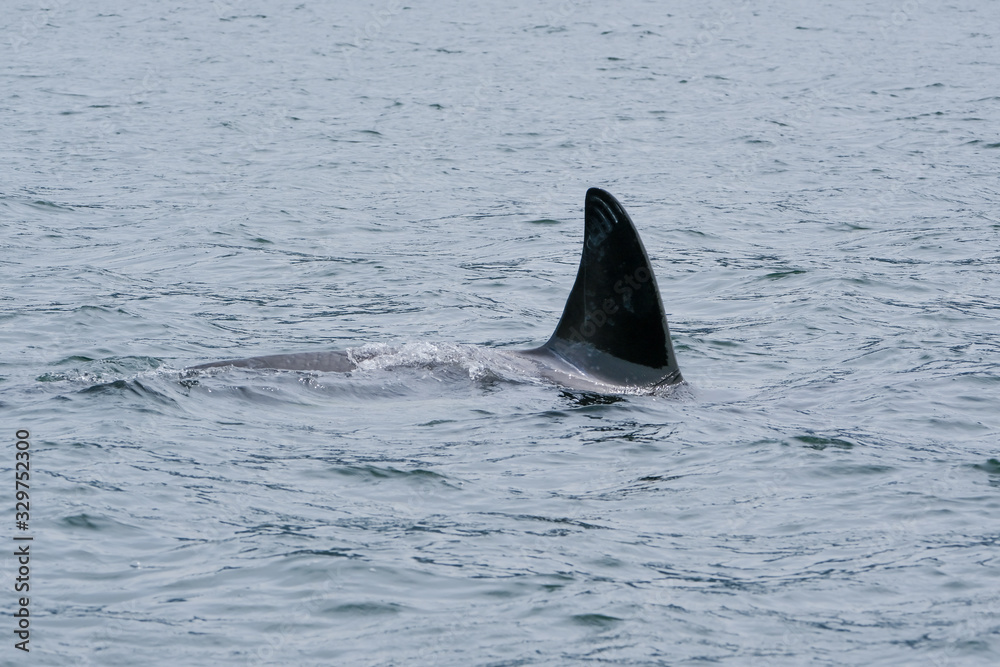 Fototapeta premium Killer whale in Tofino with the fin above water, view from boat on a killer whale