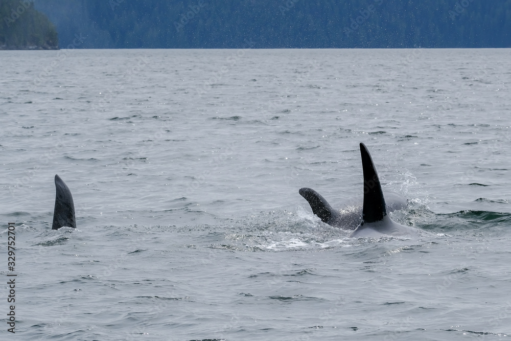 Fototapeta premium Three killer whales in Tofino with the fin above water, view from boat on two killer whale