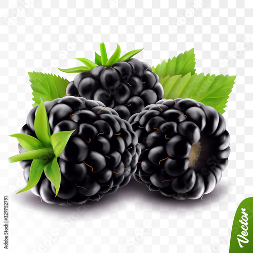 3d realistic isolated vector whole and slice of blackberry with leaf, editable handmade mesh