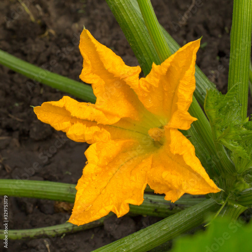 Zucchini plant and flower. Young vegetable marrow.