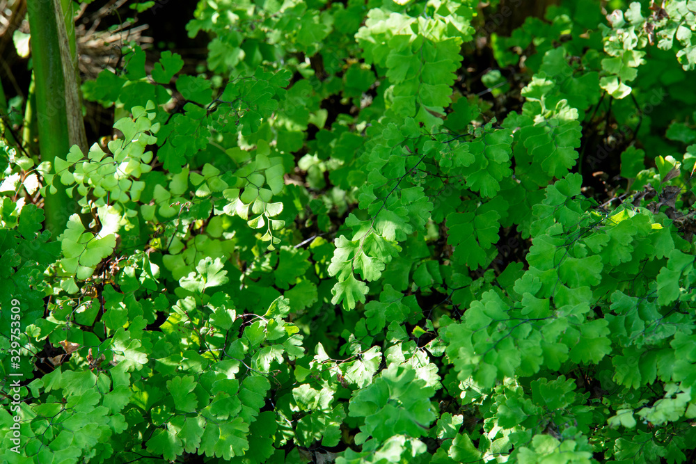 green leaves background green leaves background
