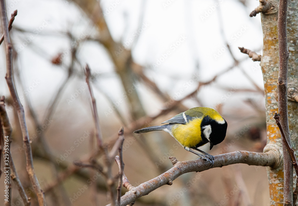 Naklejka premium mesange charbonniére