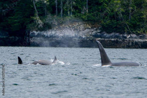 Two killer whales in Tofino with the fin above water, view from boat on two killer whale
