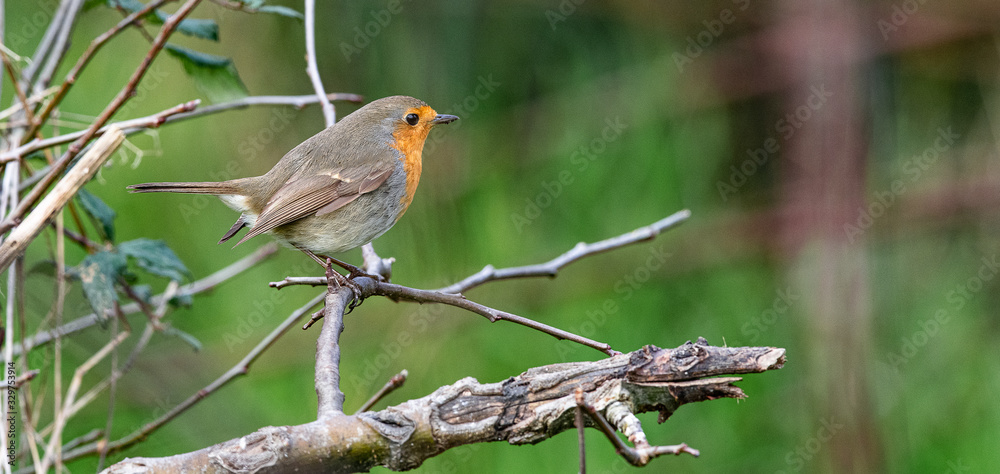Fototapeta premium rouge gorge