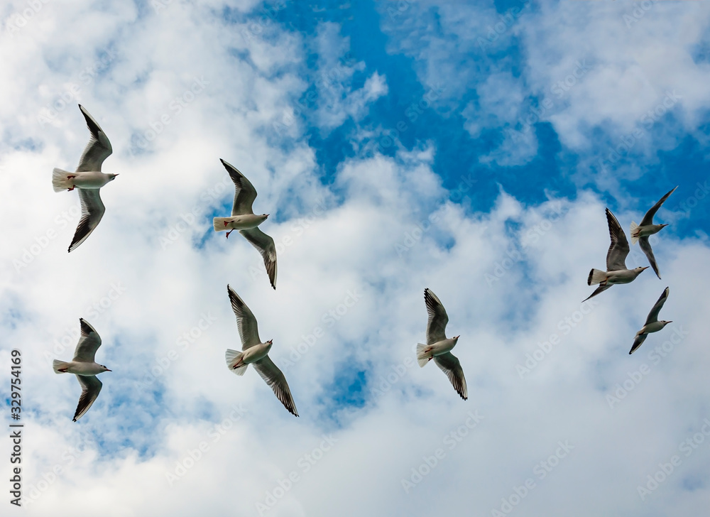 Obraz premium seagulls fly freely in the blue sky...