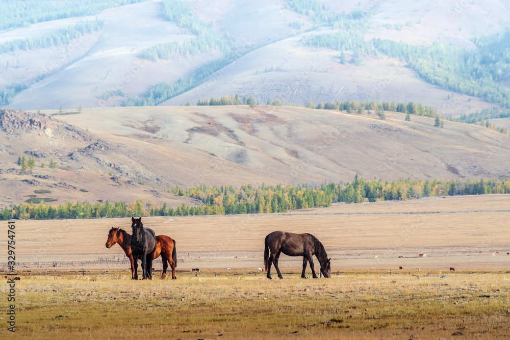 Horses grazing in the Kurai steppe. Autumn morning landscape with animals. Altai Republic, Russia