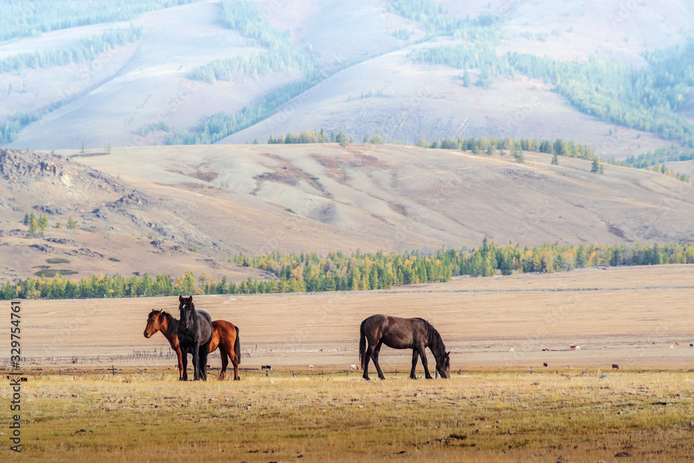Obraz premium Horses grazing in the Kurai steppe. Autumn morning landscape with animals. Altai Republic, Russia