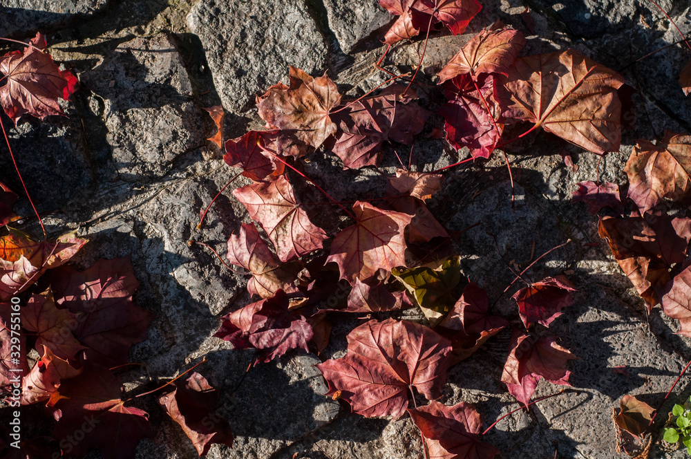 Dry red colored fallen maple leaves on stone pave background Dry red colored fallen maple leaves on stone pave background