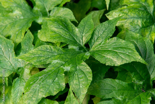 Wallpaper Mural leaves Torontodigital.ca