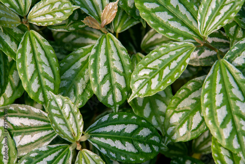 close up of green leaves