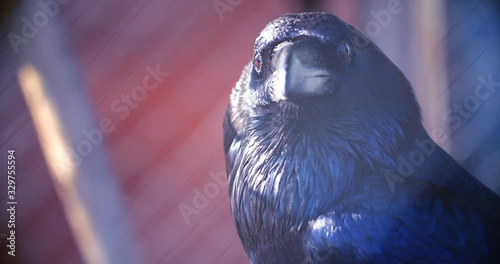 Corvus corax clarionensis. Large common raven head closeup. Black raven eyes and beak macro. Wild bird close up. Black crow head close up. Black crow looking straight into camera