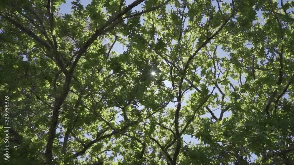 Camera look up under the tree and leaves. its against the light with blue sky. Camera look up under the tree and leaves. its against the light with blue sky.