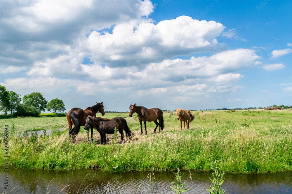 Summer landscape with horses on a pasture with green grass and river, open horizon and blue sky, selective focus.