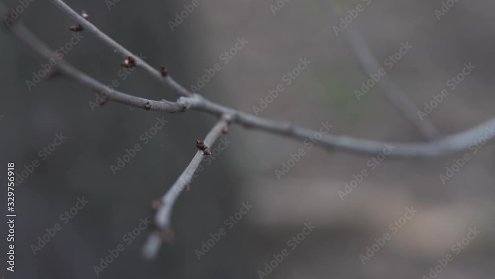 Tree branch with tiny buds. Branch of tree with small fresh buds growing in spring time Tree branch with tiny buds. Branch of tree with small fresh buds growing in spring time