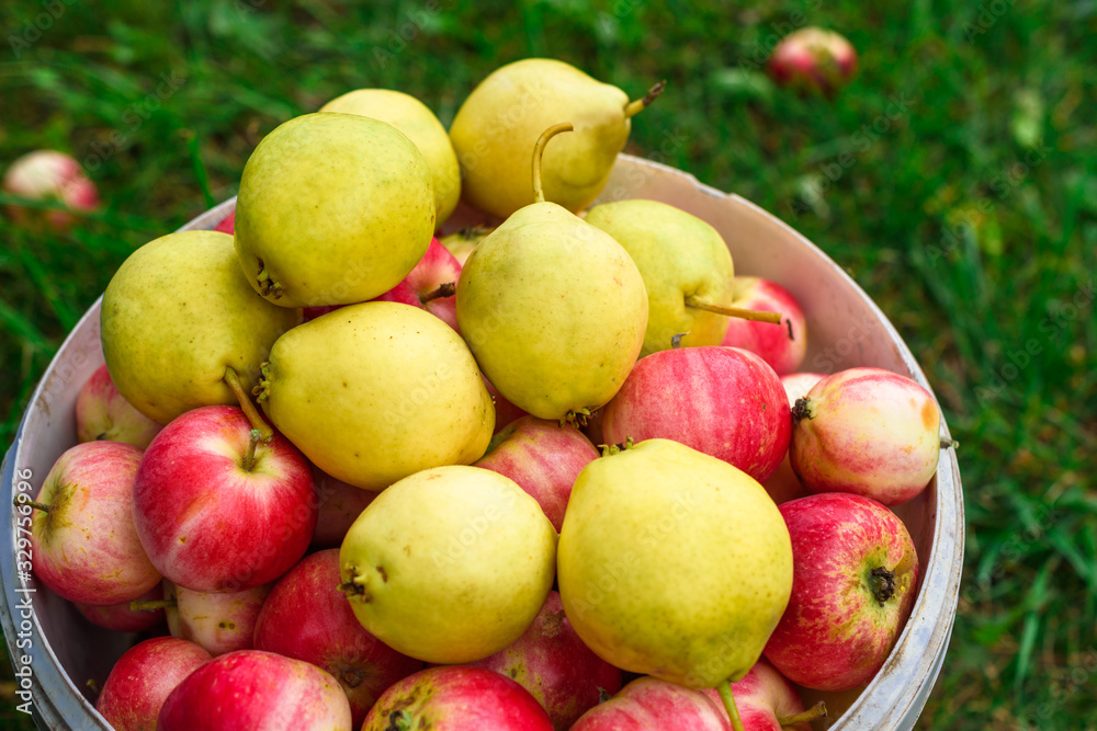 Harvesting from the suburban area. Buckets with apples, ranetki and pears. Summer day outdoors Harvesting from the suburban area. Buckets with apples, ranetki and pears. Summer day outdoors