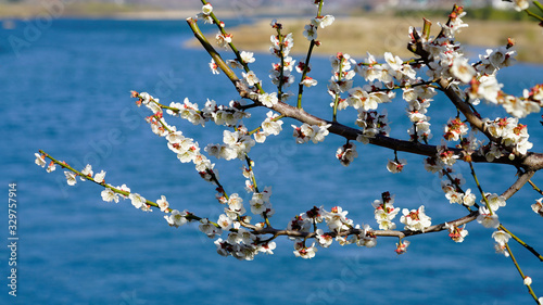 plum blossoms blooming along the Seomjingang River photo