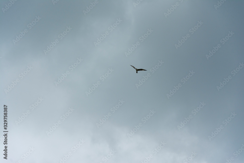 Seagull in the sky