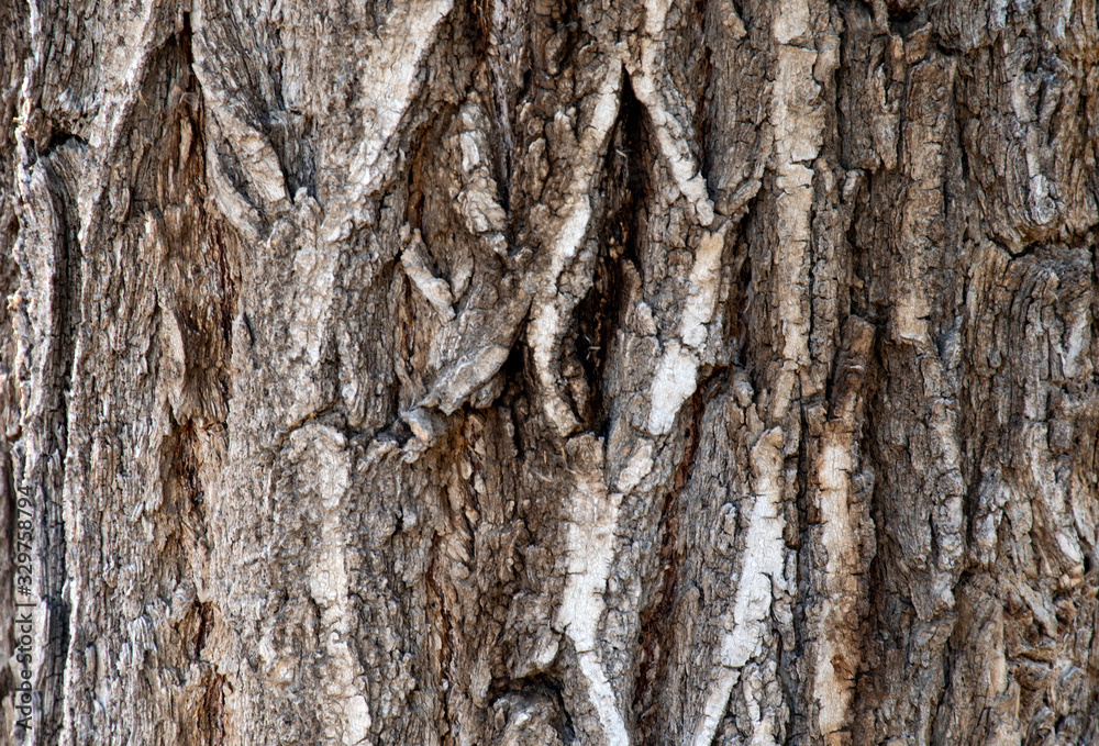 Wooden background with natural texture, place for text. Wooden background with natural texture, place for text.