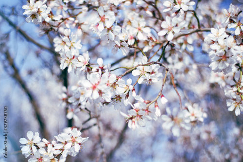 branches with flowers on almond tree in early spring.