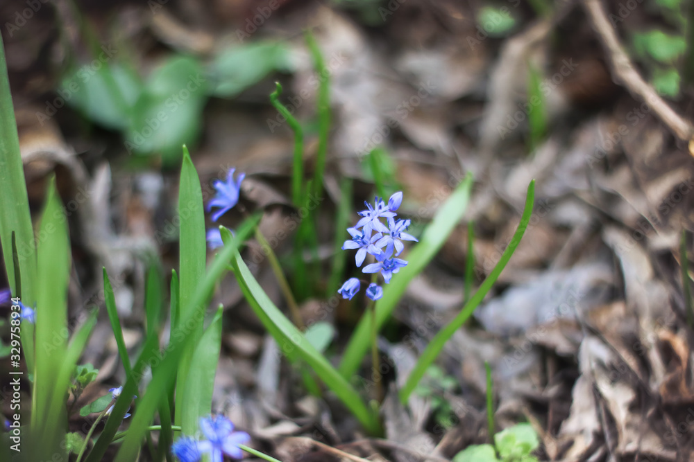 Early spring blue flowers Scilla Bifolia. Early spring blue flowers Scilla Bifolia.