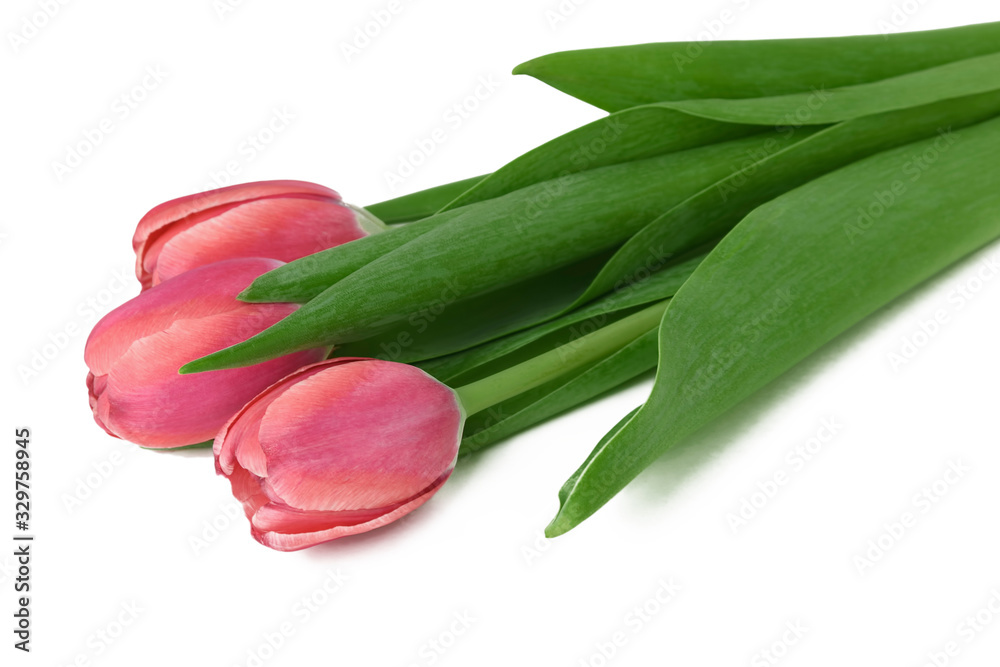 Fototapeta premium Bouquet of spring tulips with red buds isolated on white background