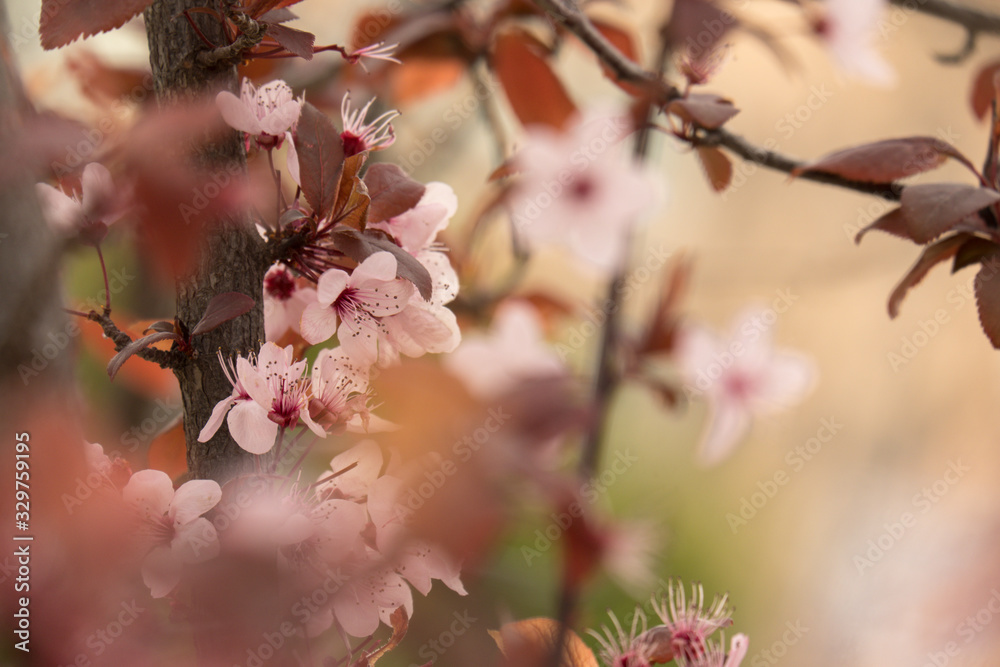 Fototapeta premium First sprouts of almond flowers