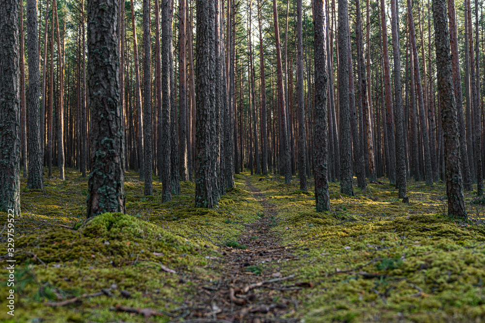 Pine forest in Baltic states. Trail in a dark pine forest. Beautiful green moss on the floor. Beautiful background of moss for wallpaper. Nature Landscape with fresh air. Pine forest in Baltic states. Trail in a dark pine forest. Beautiful green moss on the floor. Beautiful background of moss for wallpaper. Nature Landscape with fresh air.