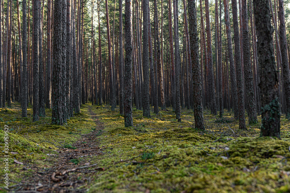 Fototapeta premium Pine forest in Baltic states. Trail in a dark pine forest. Beautiful green moss on the floor. Beautiful background of moss for wallpaper. Nature Landscape with fresh air. 