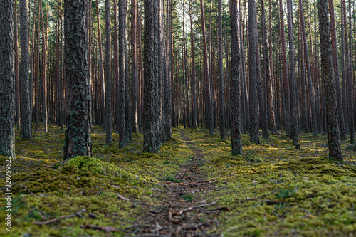 Fototapeta Naklejka Na Ścianę i Meble -  Pine forest in Baltic states. Trail in a dark pine forest. Beautiful green moss on the floor. Beautiful background of moss for wallpaper. Nature Landscape with fresh air. 