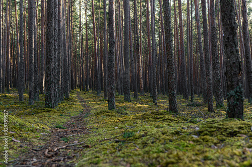 Pine forest in Baltic states. Trail in a dark pine forest. Beautiful green moss on the floor. Beautiful background of moss for wallpaper. Nature Landscape with fresh air. 