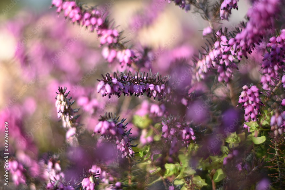 Schneeheide (Erica carnea) Schneeheide (Erica carnea)
