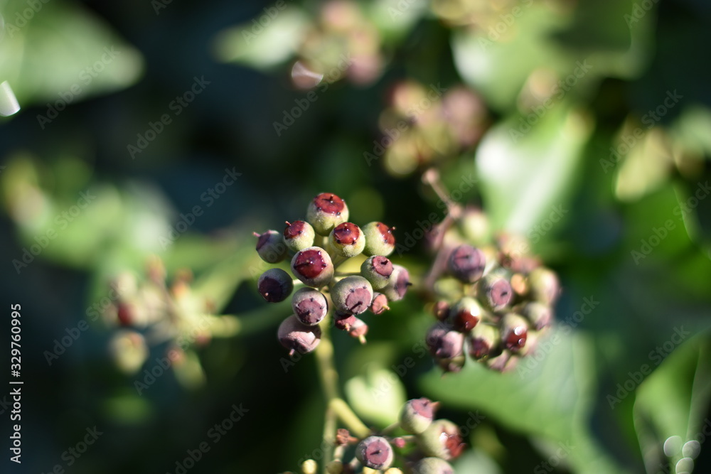 Efeu (Hedera helix) - unreife Beeren Efeu (Hedera helix) - unreife Beeren