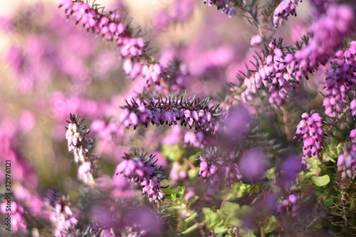 Schneeheide (Erica carnea)