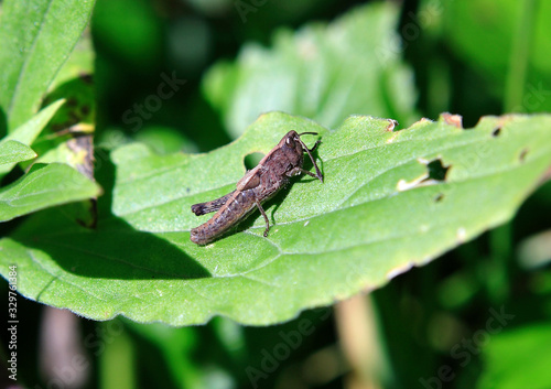 Insects: butterfly, dragonfly, grasshopper © Evgeny