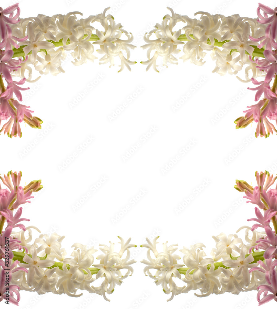 white and pink sprig of Hyacinth flower close up on isolated background with space for text for your creativity