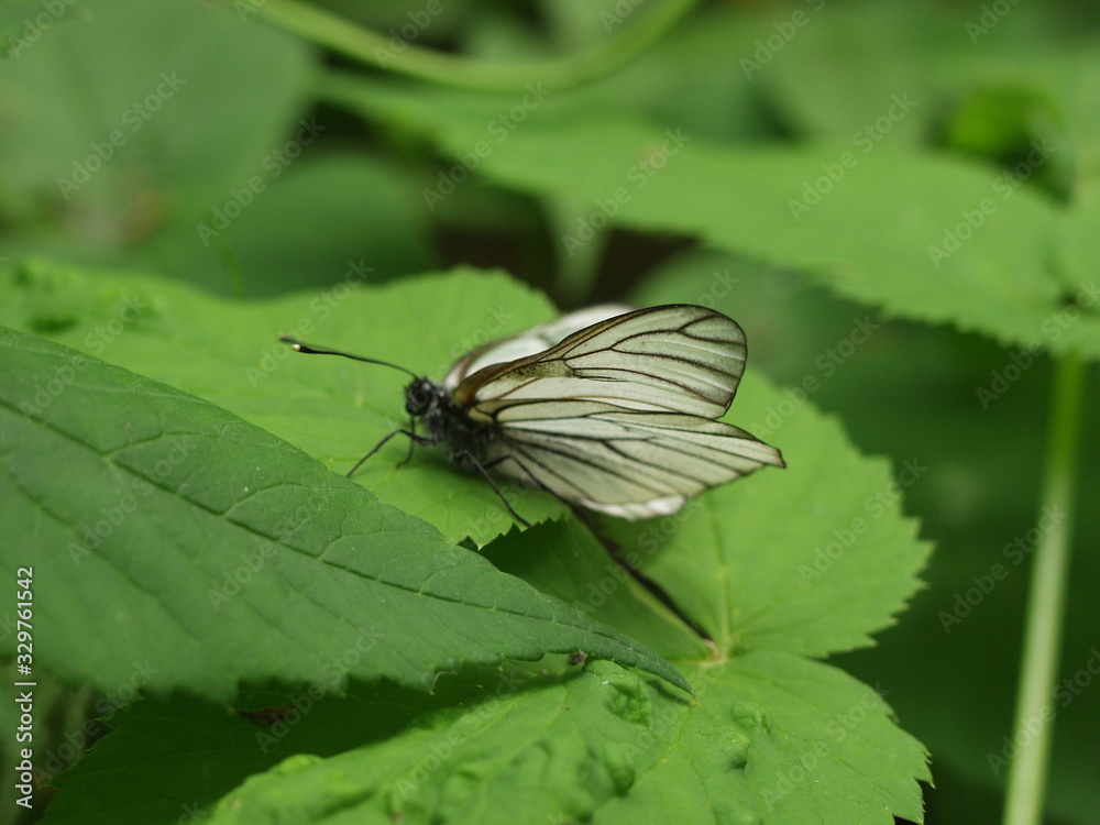 Insects: butterfly, dragonfly, grasshopper Insects: butterfly, dragonfly, grasshopper